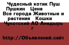 Чудесный котик Пуш-Пушкин › Цена ­ 1 200 - Все города Животные и растения » Кошки   . Чукотский АО,Анадырь г.